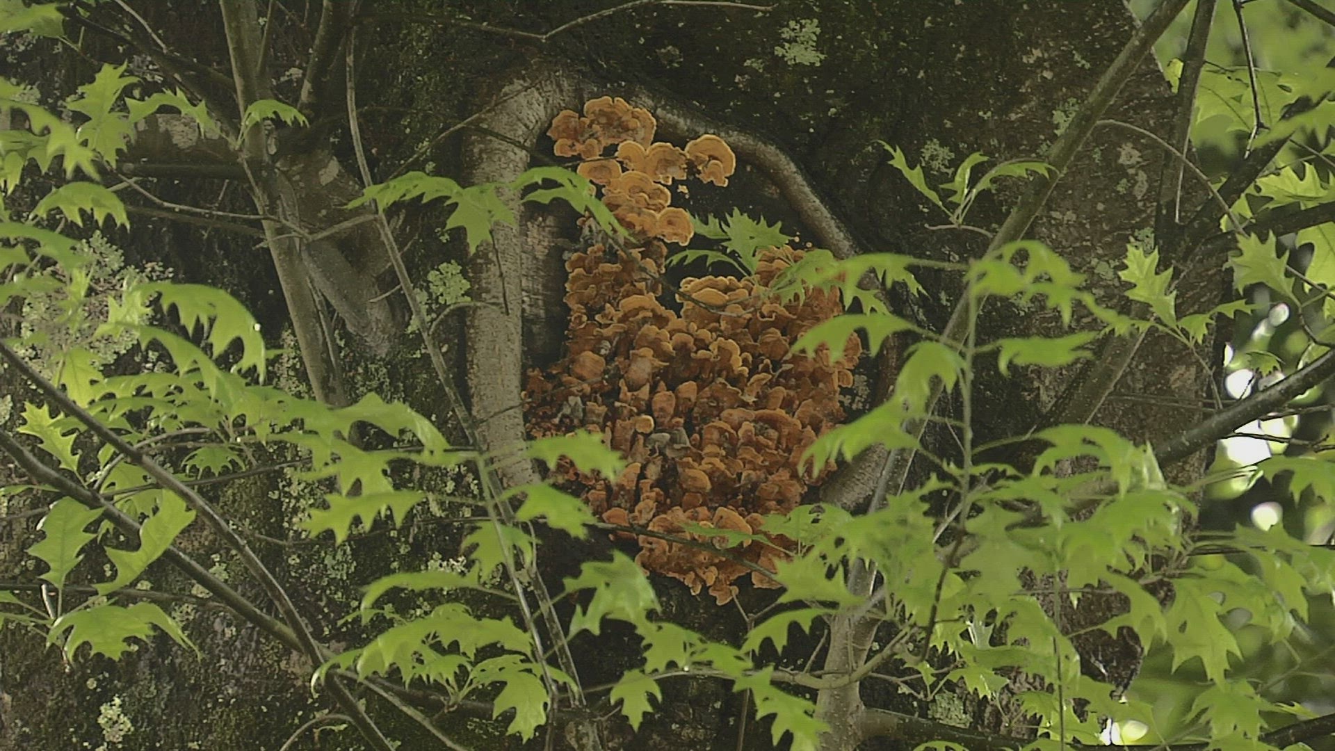 271675307 / Magoebaskloof Pass / Limpopo / South Africa