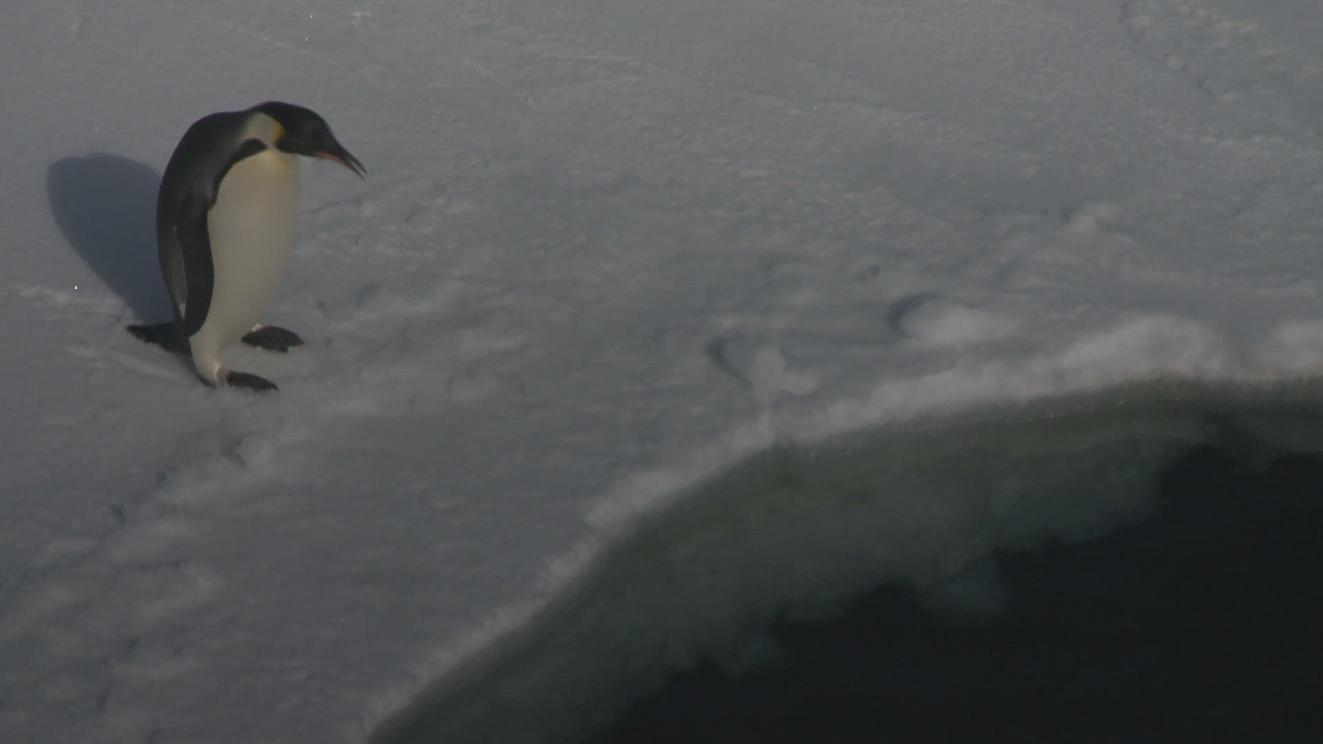 389558988 / Emperor Penguin / Antarctic