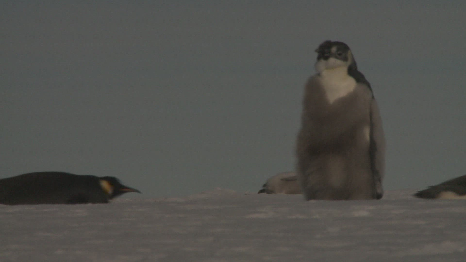 800095830 / Emperor Penguin / Colony / Antarctic