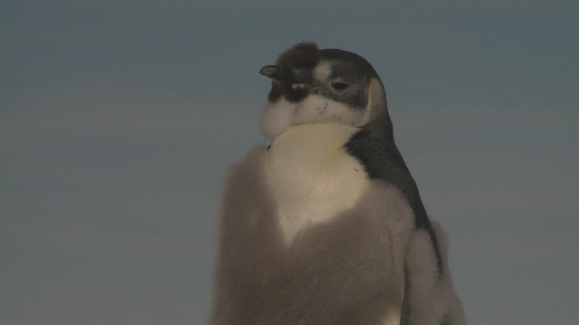 510546159 / Emperor Penguin / Colony / Antarctic