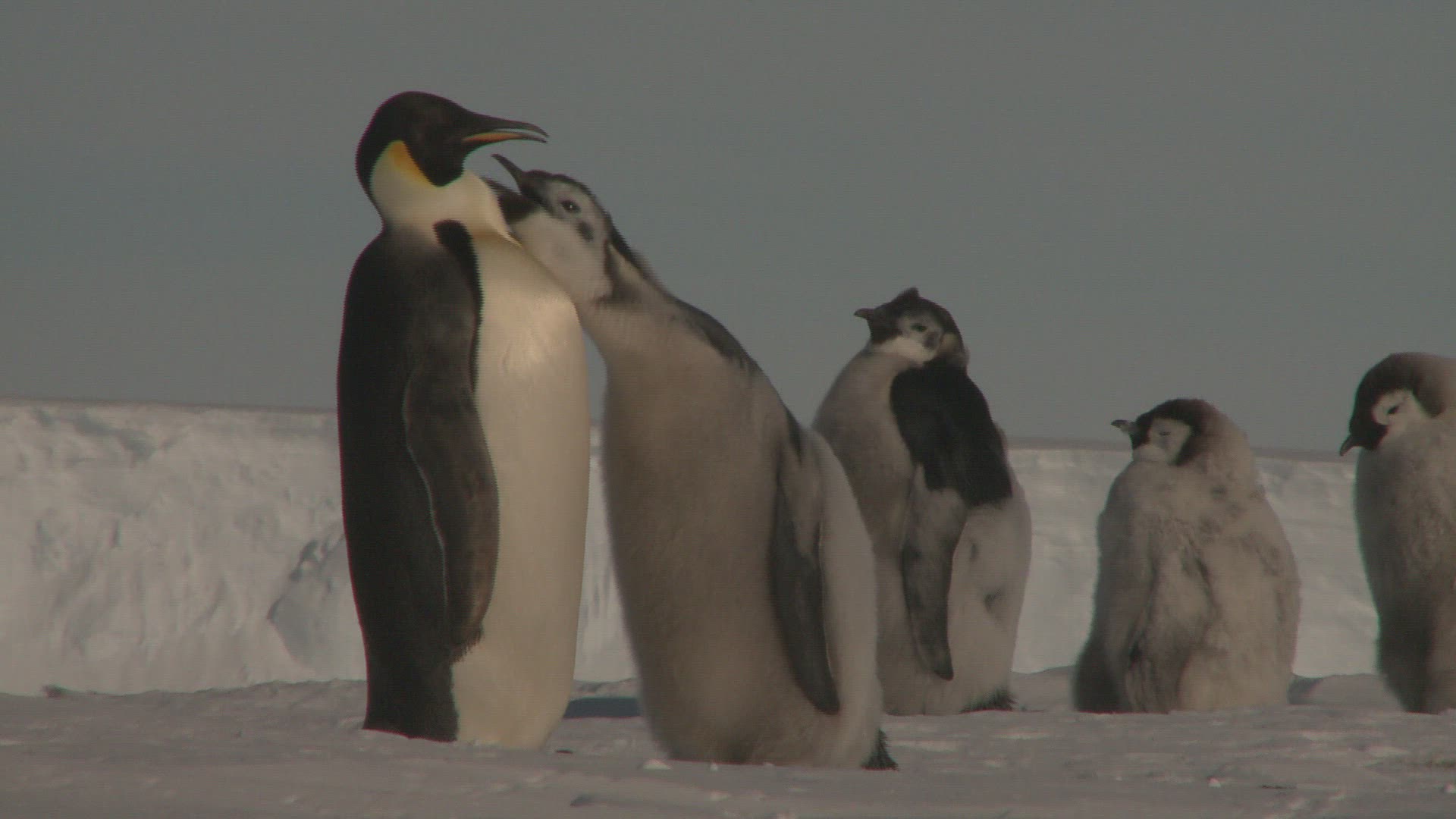482283298 / Emperor Penguin / Colony / Antarctic