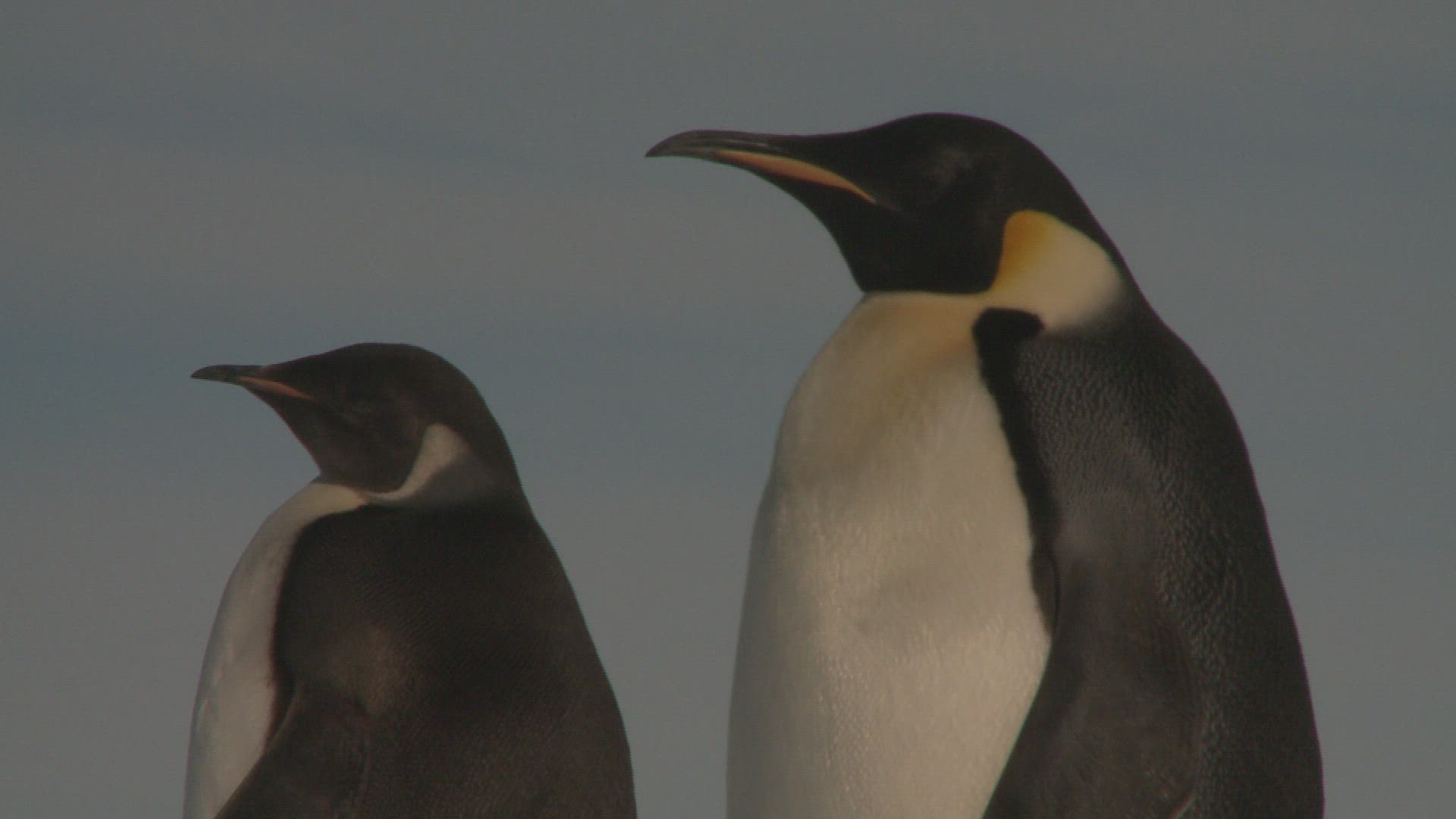 975435743 / Emperor Penguin / Colony / Antarctic