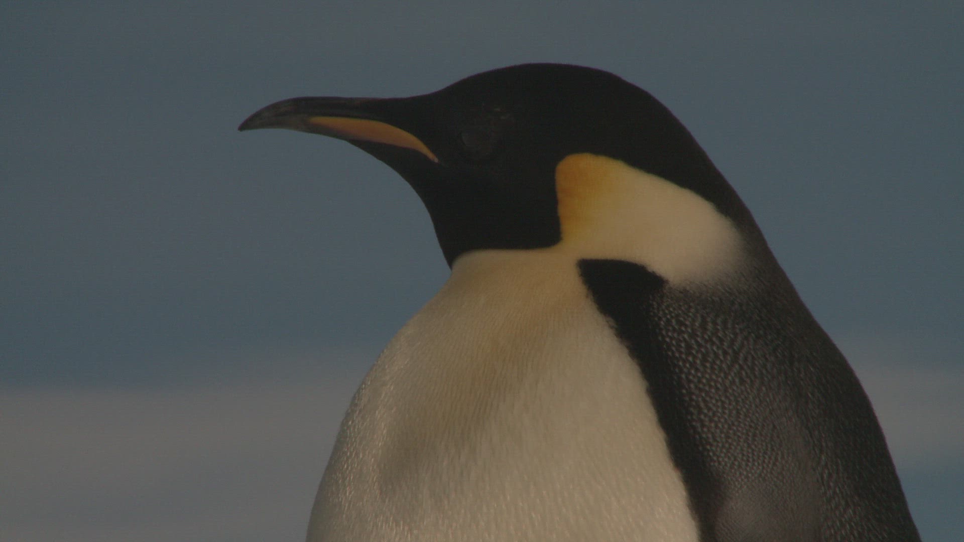 807756808 / Emperor Penguin / Colony / Antarctic