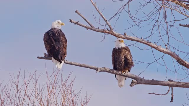 Pair of Bald Eagles perched in a tree on a sunny day