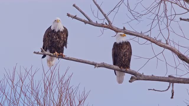 Bald Eagle pair in a tree as one turns around on a branch