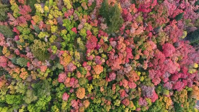 Aerial view looking down at river and colorful forest in Autumn