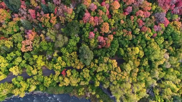 Aerial view looking down at Provo River with colorful Autumn leaves