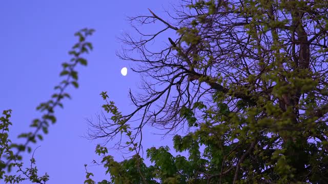 This video shows a distant view of the Moon at 4:30am in the morning.