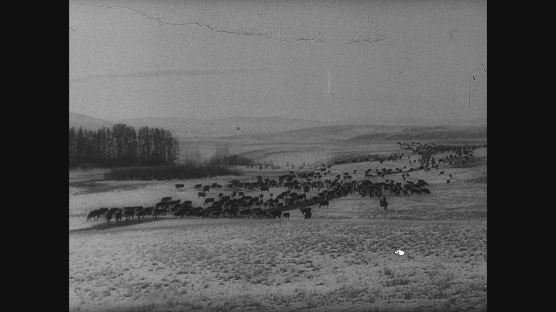 863399912 / Cattle Drive / Cowboy / Canada / 