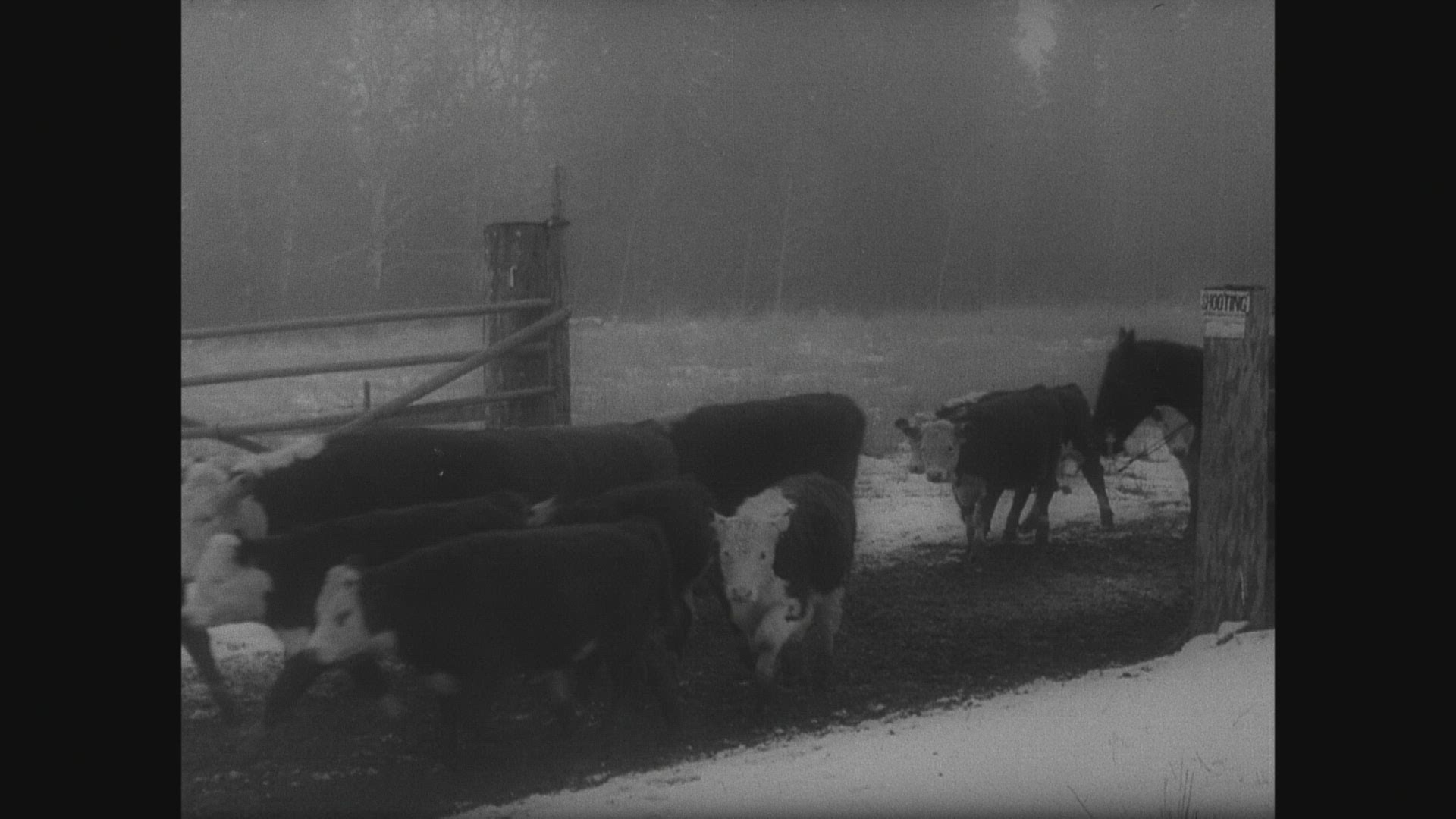 191028801 / Cattle Drive / Cowboy / Canada / 