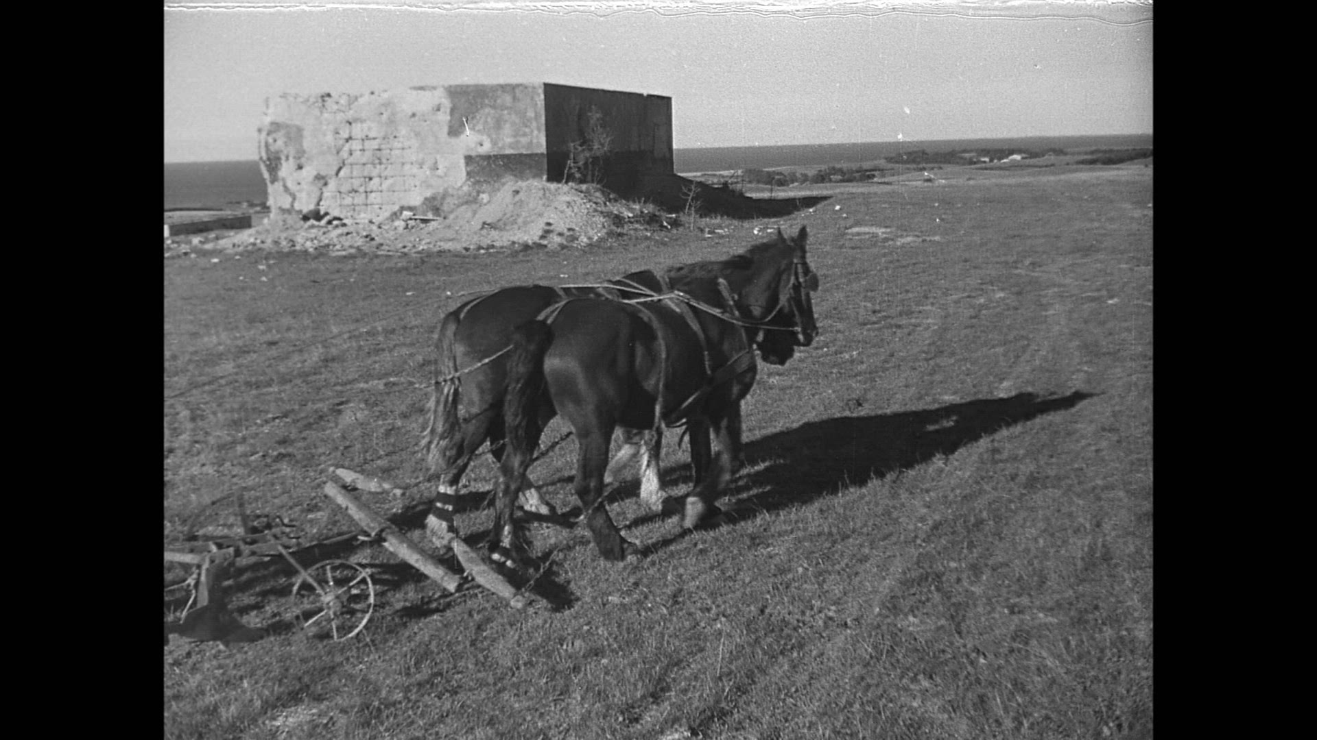 215847109 / Postwar Period / Agribusiness / Holstein / Germany / 