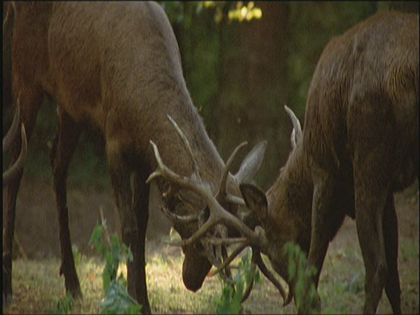300682541 / Red Deer / Fighting / Europe