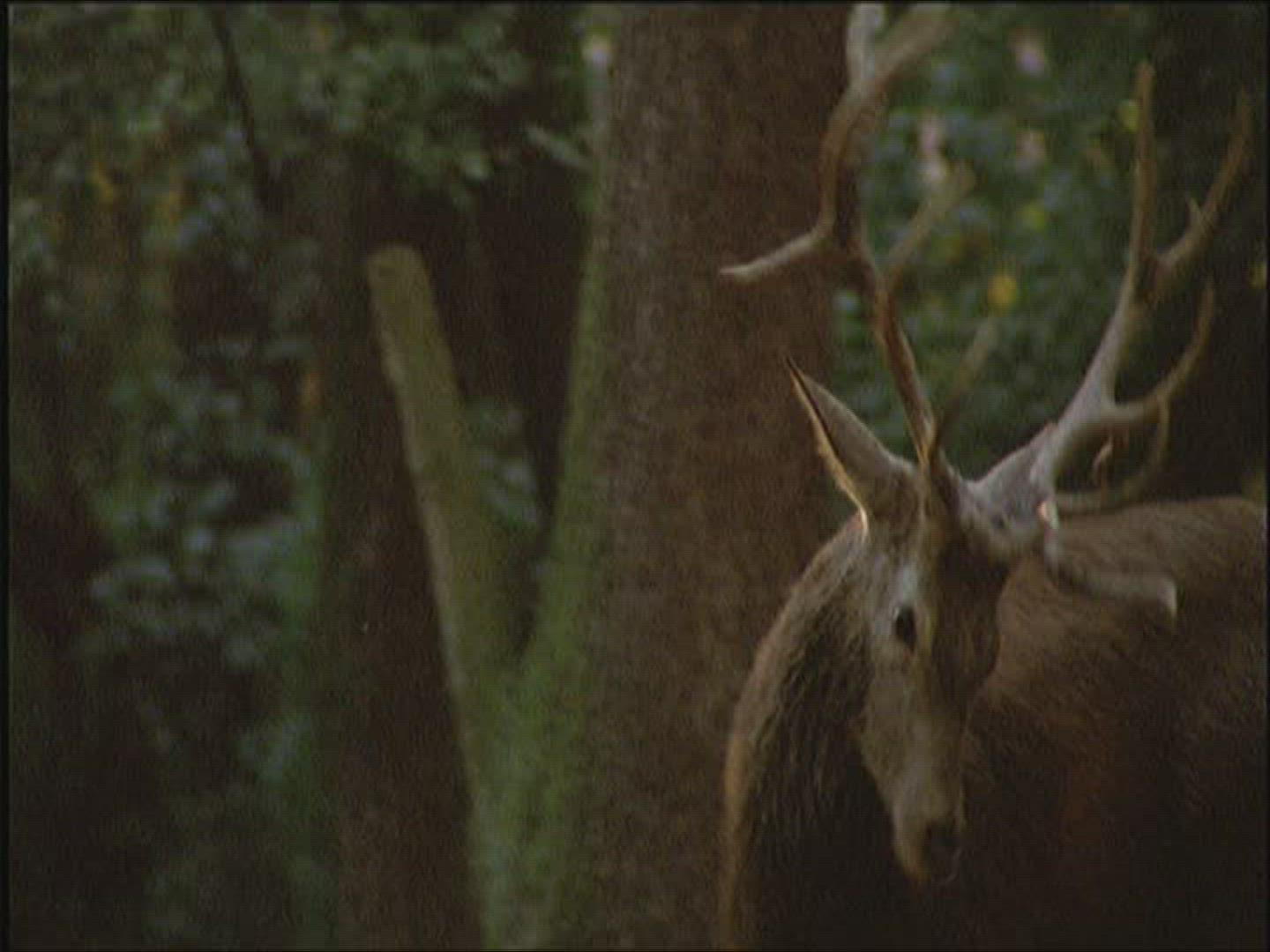 451511573 / Red Deer / Fighting / Europe