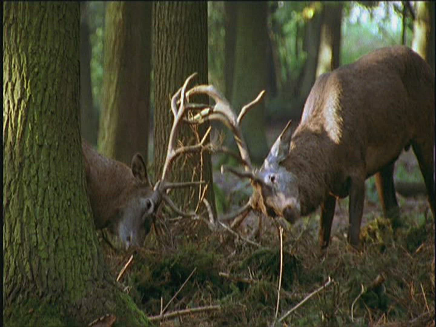 154241925 / Red Deer / Fighting / Europe