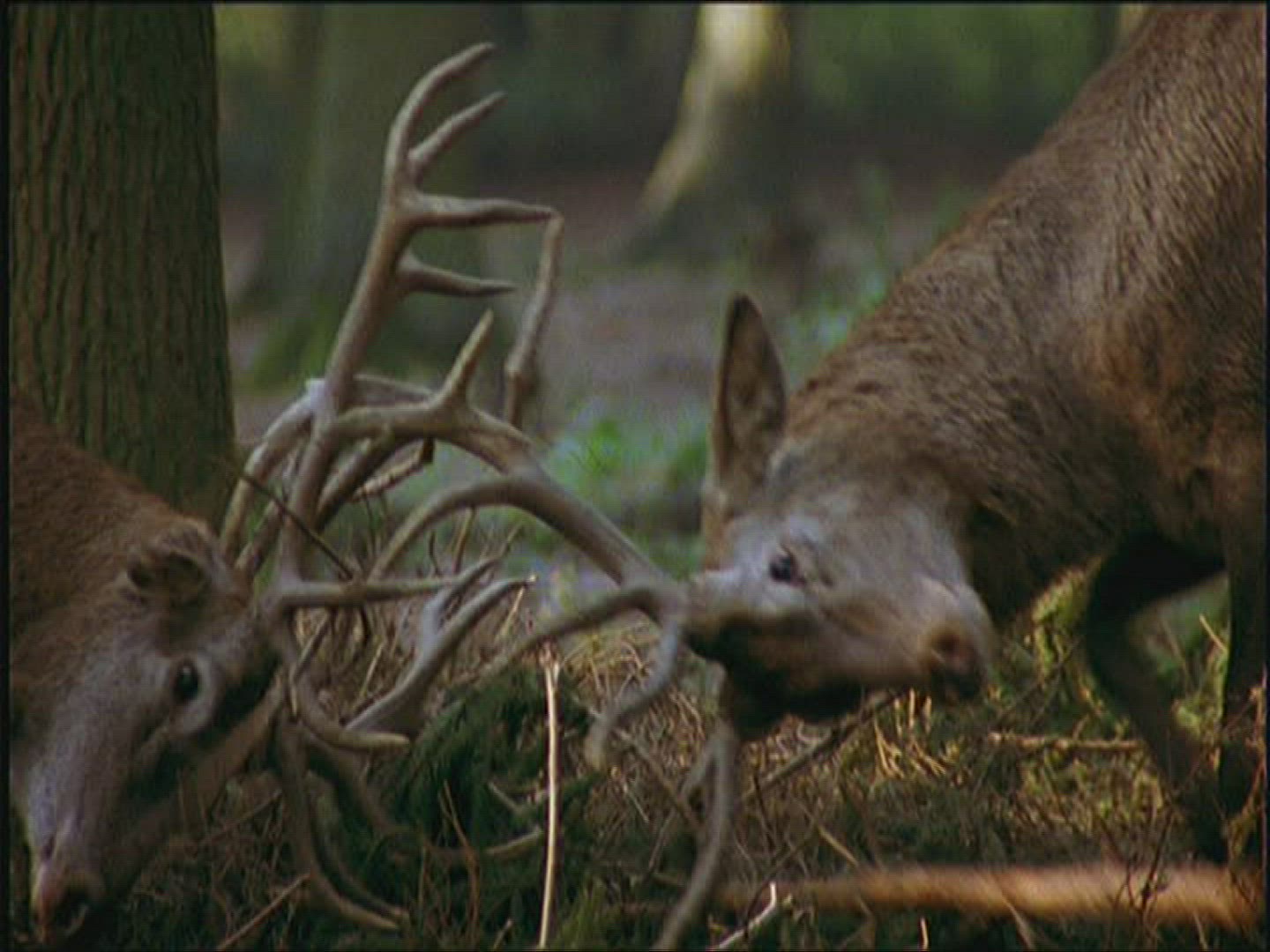 266500334 / Red Deer / Fighting / Europe