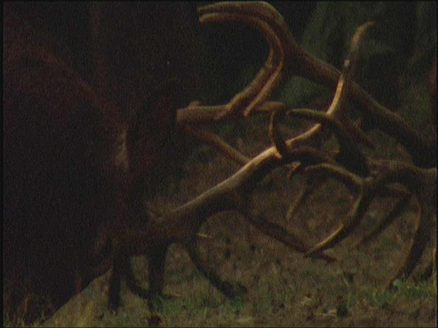 885647632 / Red Deer / Fighting / Europe