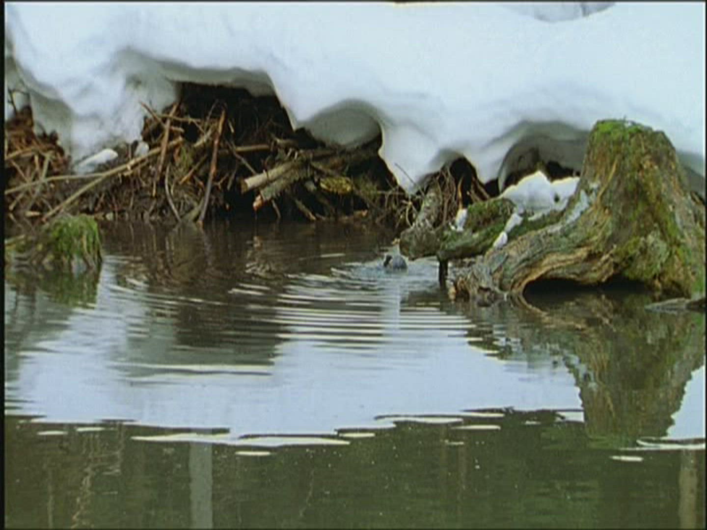 489011155 / Coot / Europe