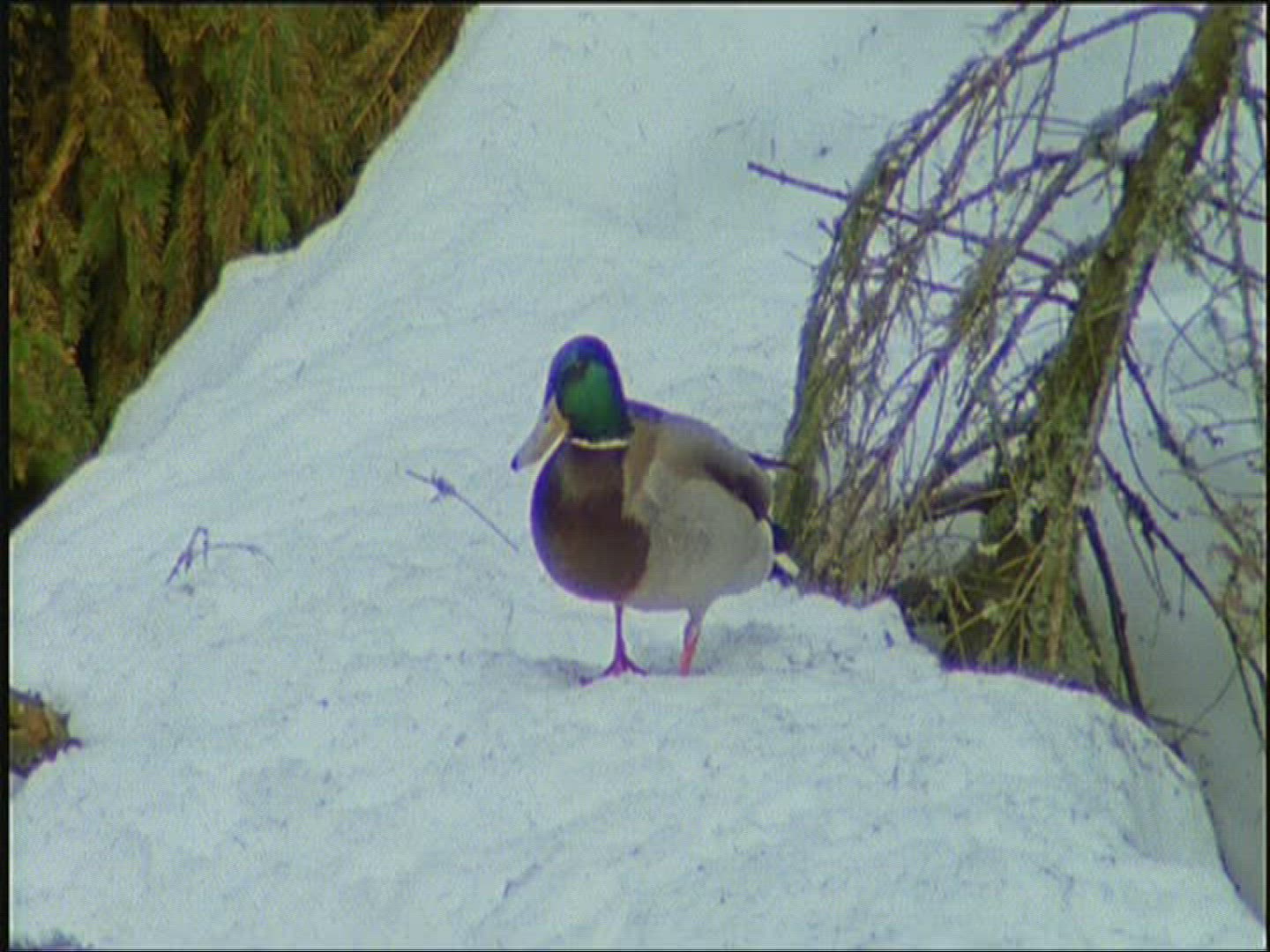 439584609 / Mallard Duck / Europe