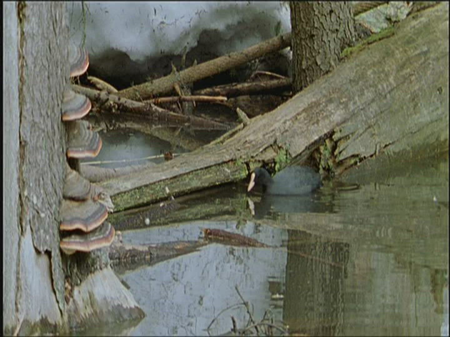 606063866 / Coot / Europe