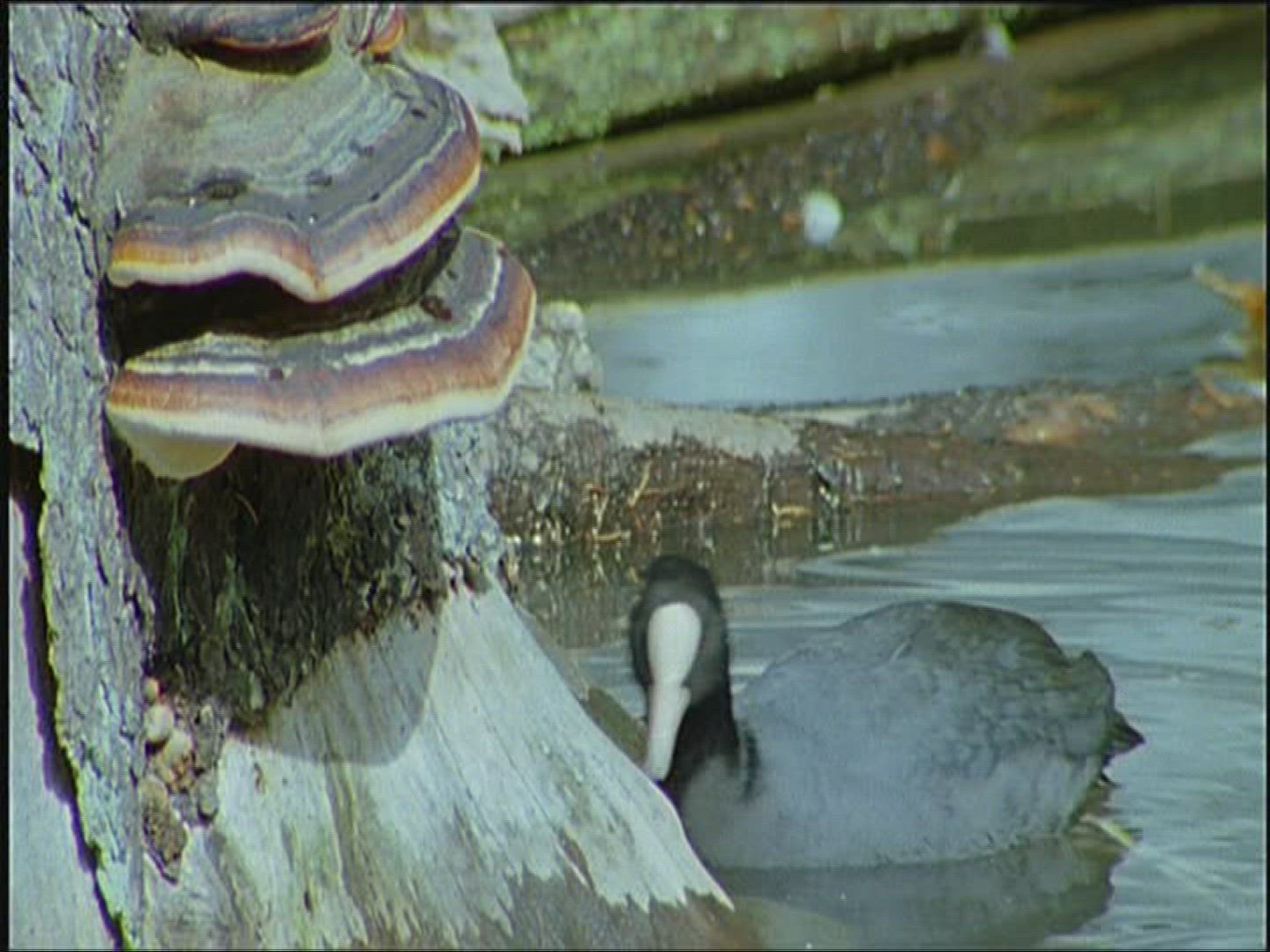 328331638 / Coot / Europe