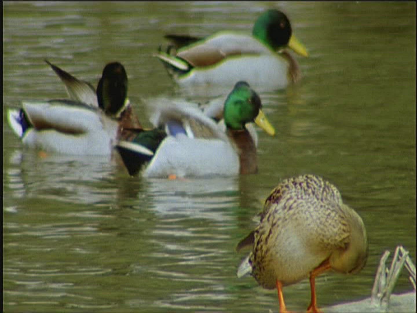 749417846 / Mallard Duck / Europe