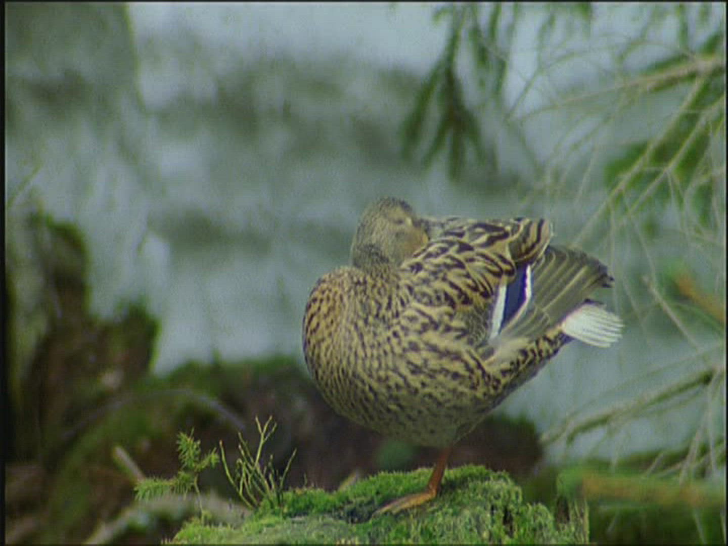 833139083 / Mallard Duck / Europe