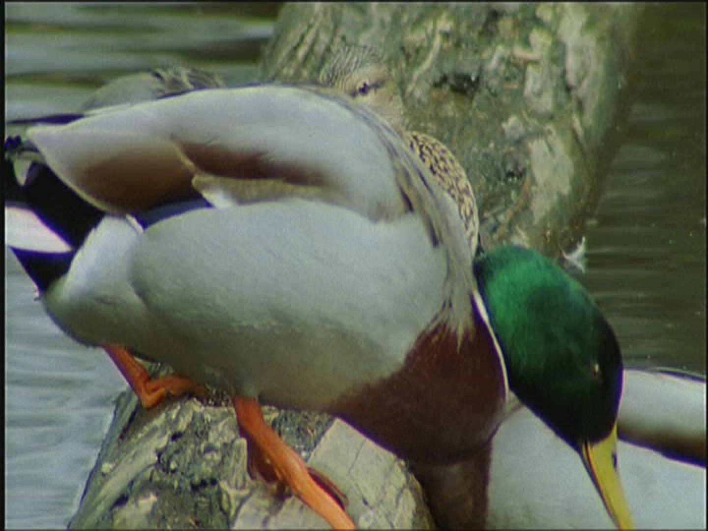 328067270 / Mallard Duck / Europe