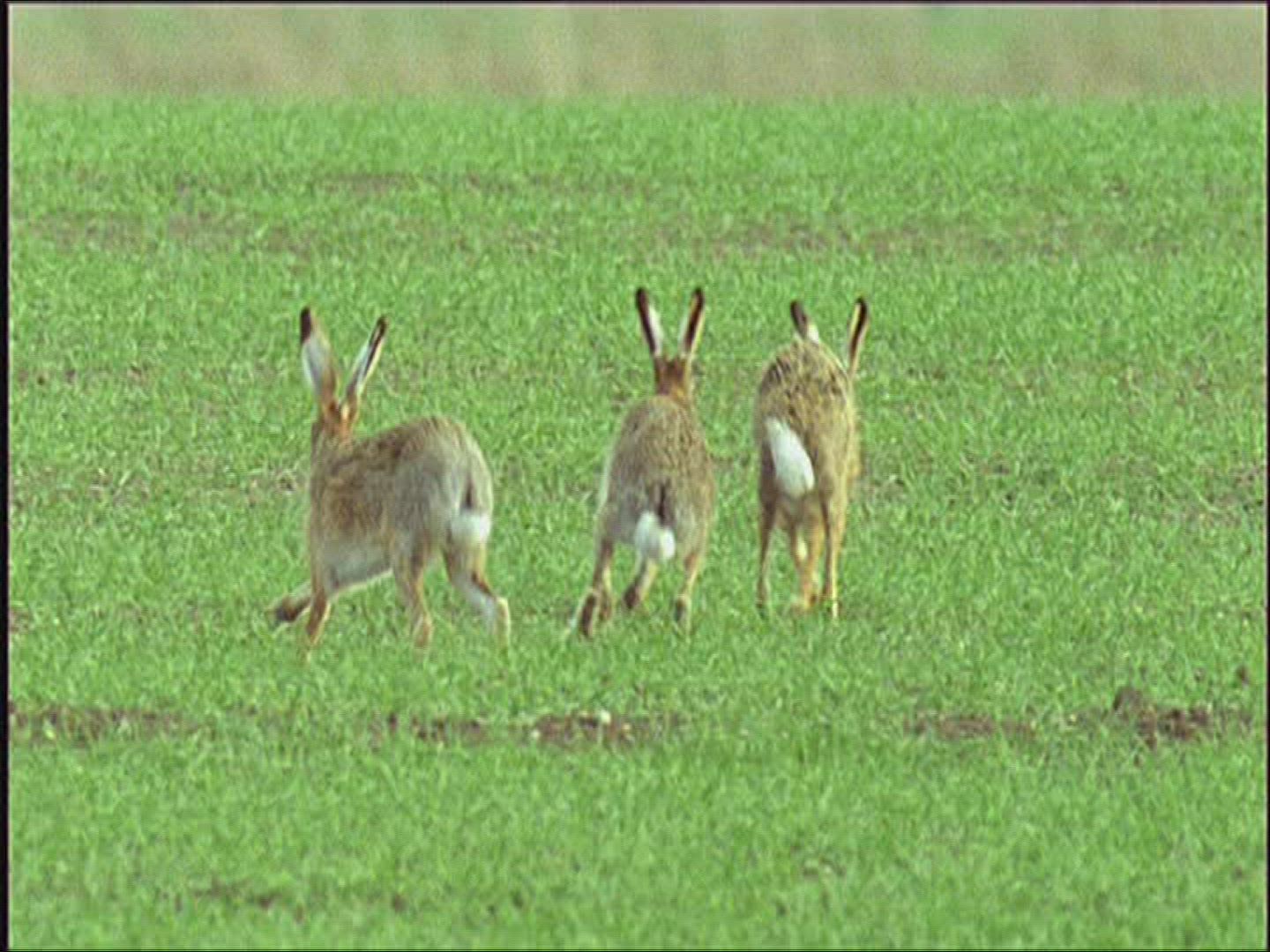 173773657 / Brown Hare / Mating / Europe