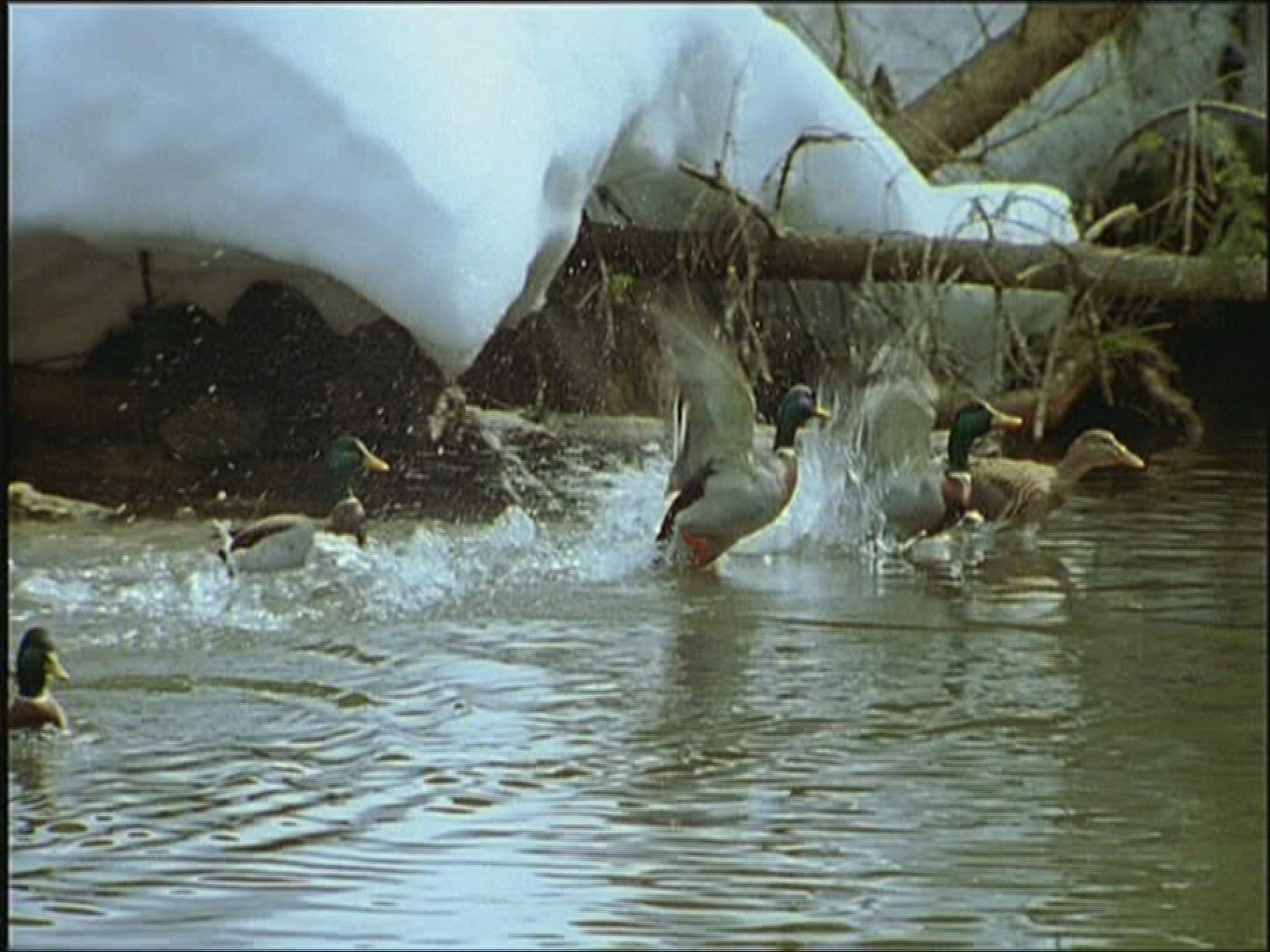 152729393 / Mallard Duck / Europe