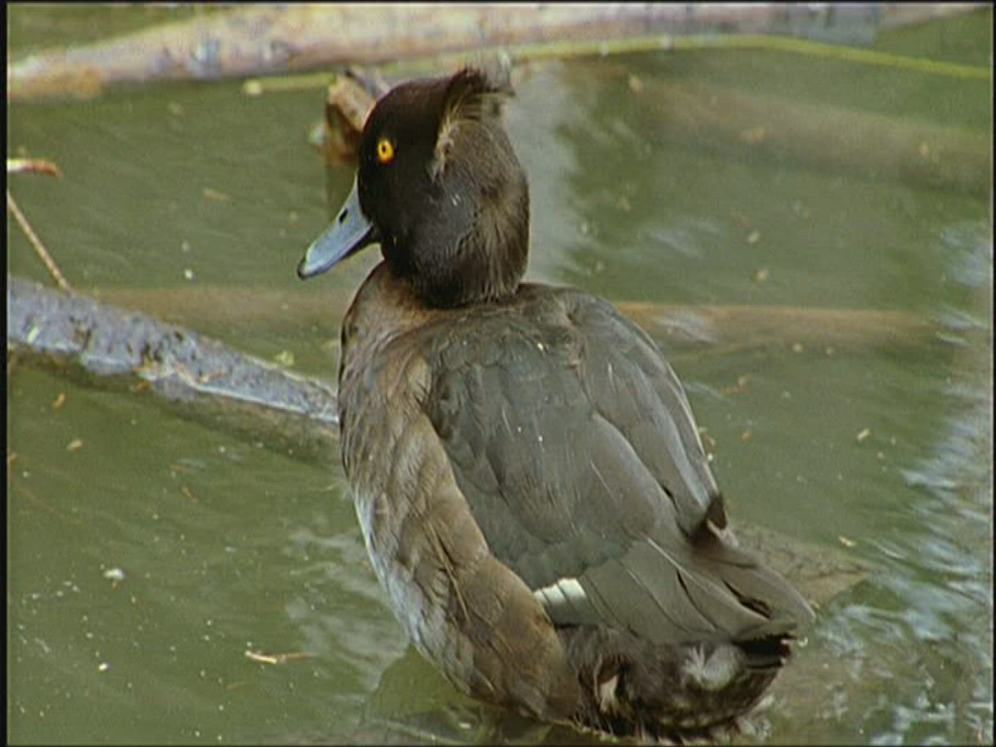 403117430 / Tufted Duck / Europe