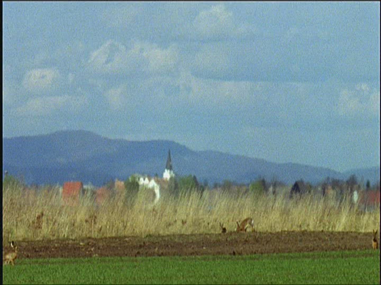 954300463 / Brown Hare / Moving / Europe