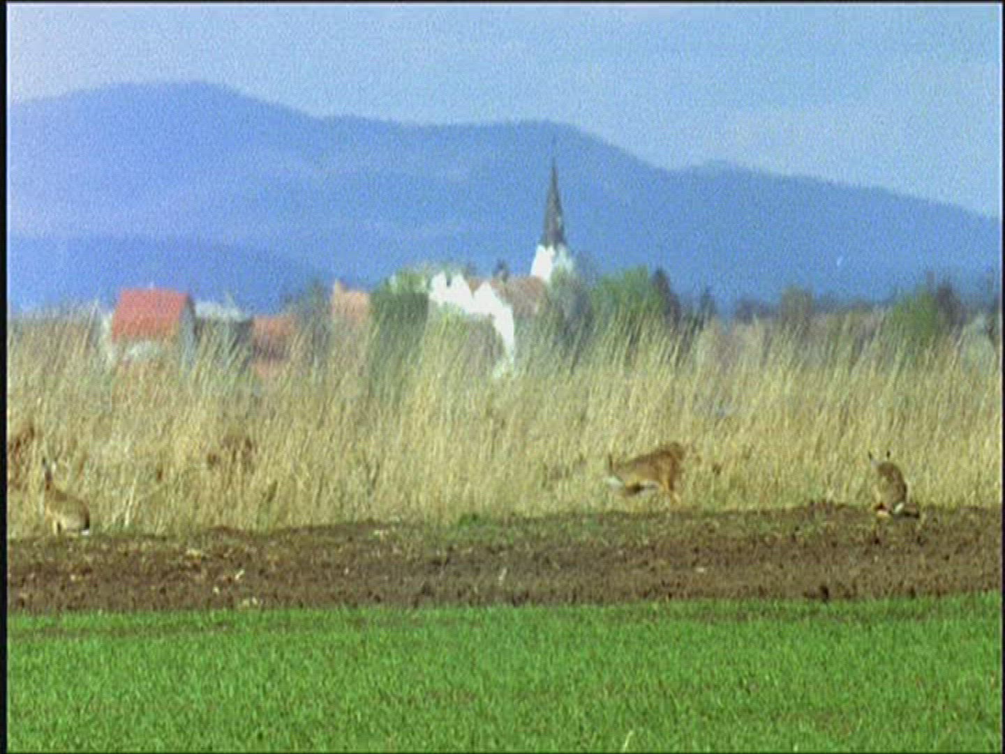 153200179 / Brown Hare / Mating / Europe