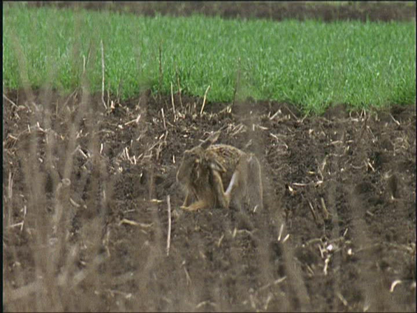 380104821 / Brown Hare / Cleansing / Europe