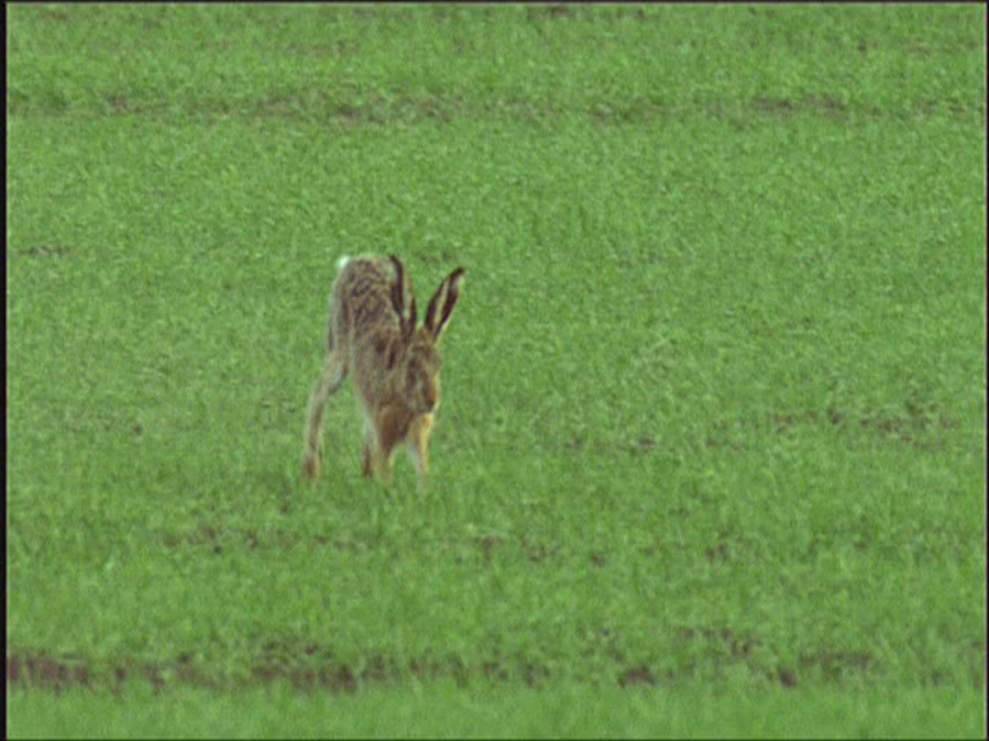 589284328 / Brown Hare / Mating / Europe