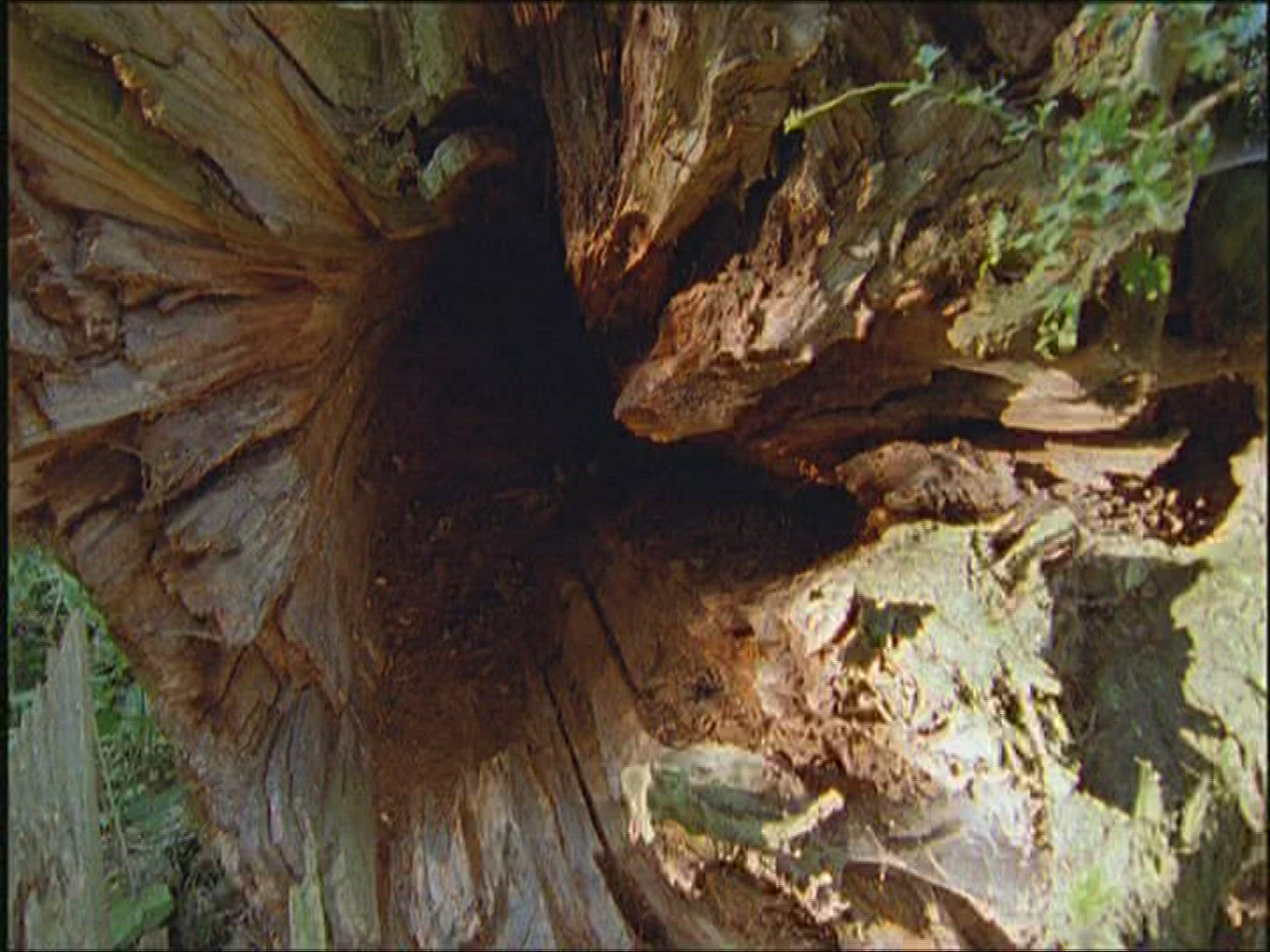 968227377 / Lesser Capricorn Beetle / Beetle / Europe