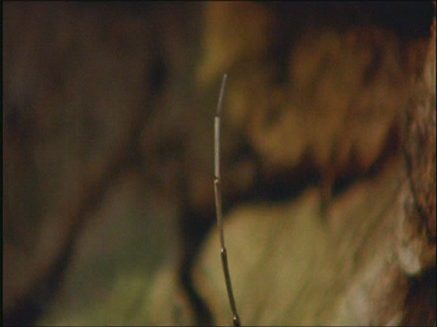 164748148 / Lesser Capricorn Beetle / Beetle / Europe