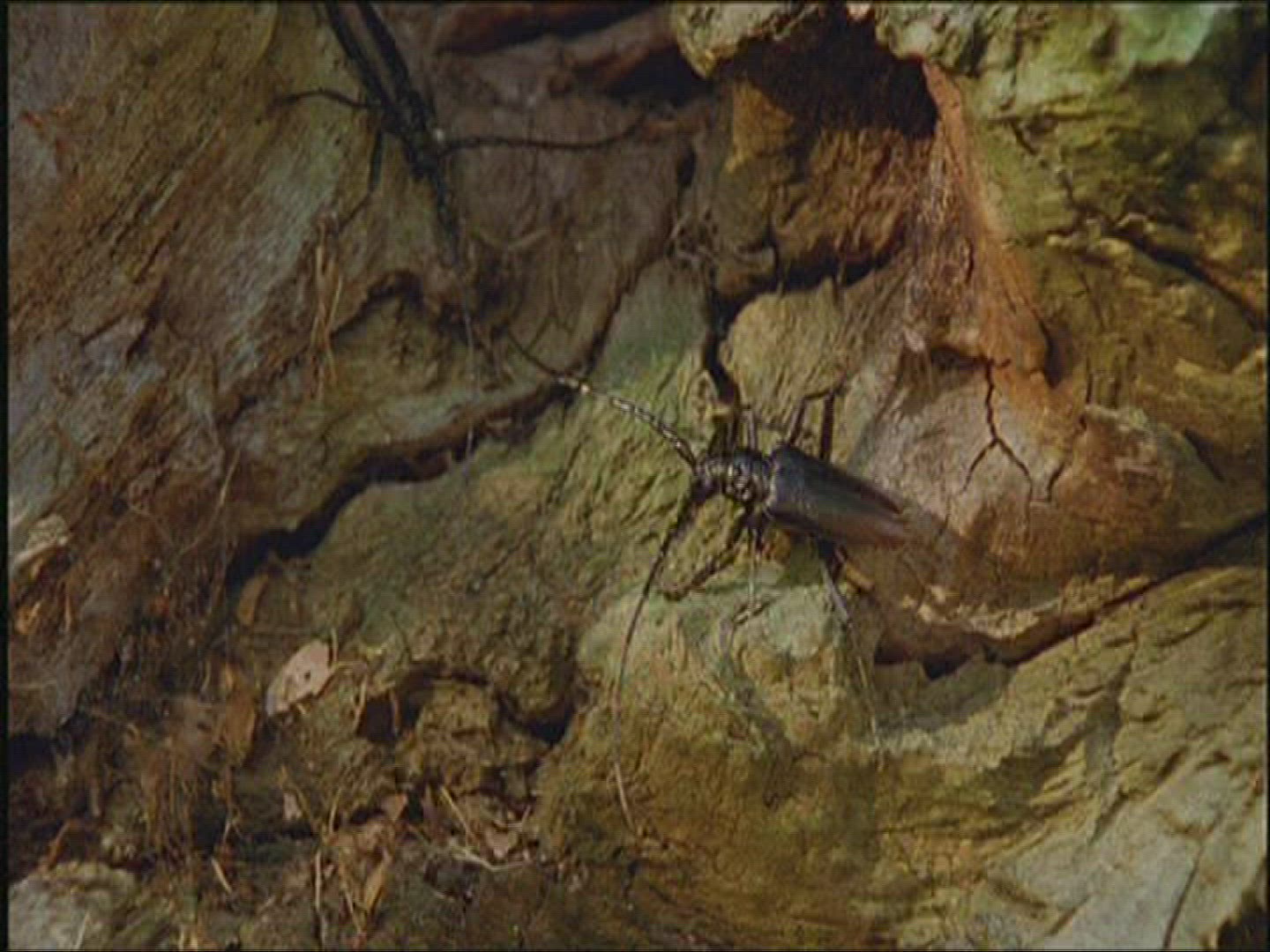 467910469 / Lesser Capricorn Beetle / Beetle / Europe