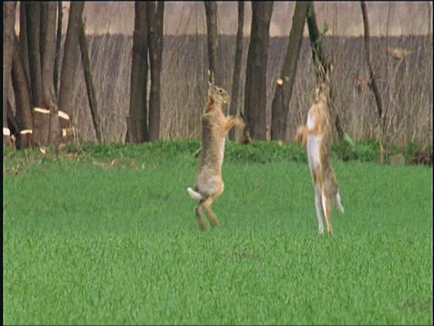 898851269 / Brown Hare / Fighting / Europe