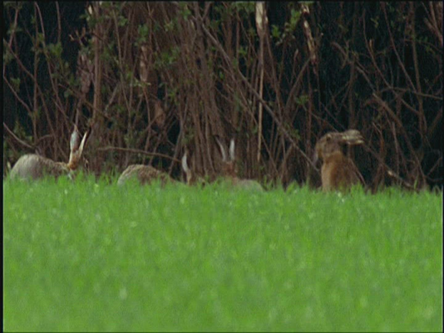 465186600 / Brown Hare / Fighting / Europe