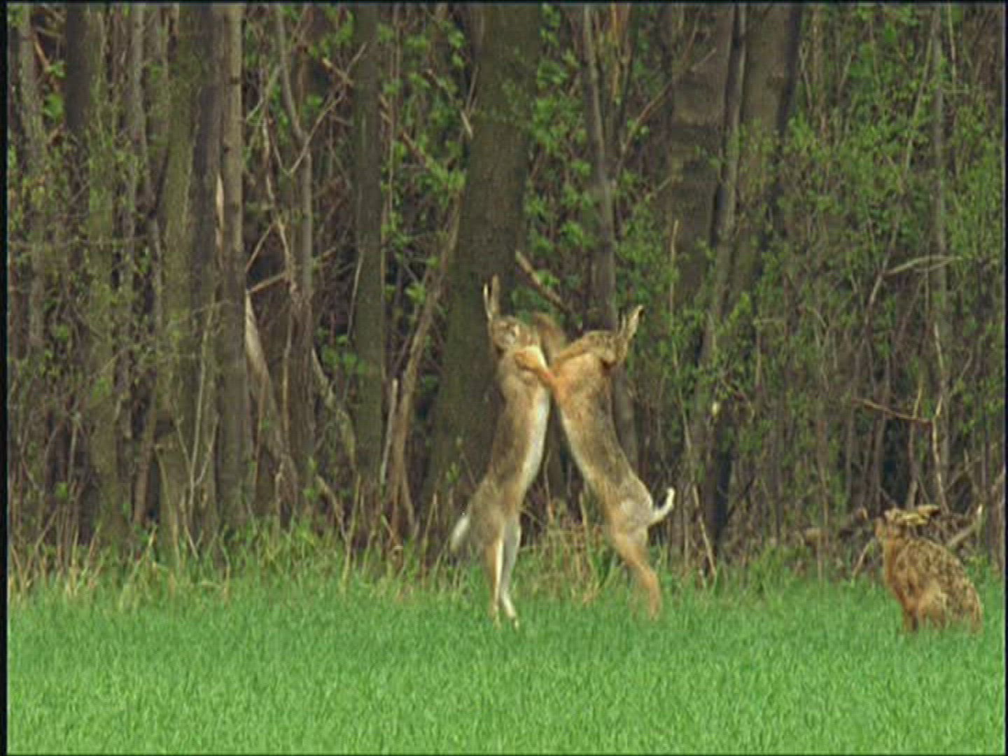 561434975 / Brown Hare / Fighting / Europe