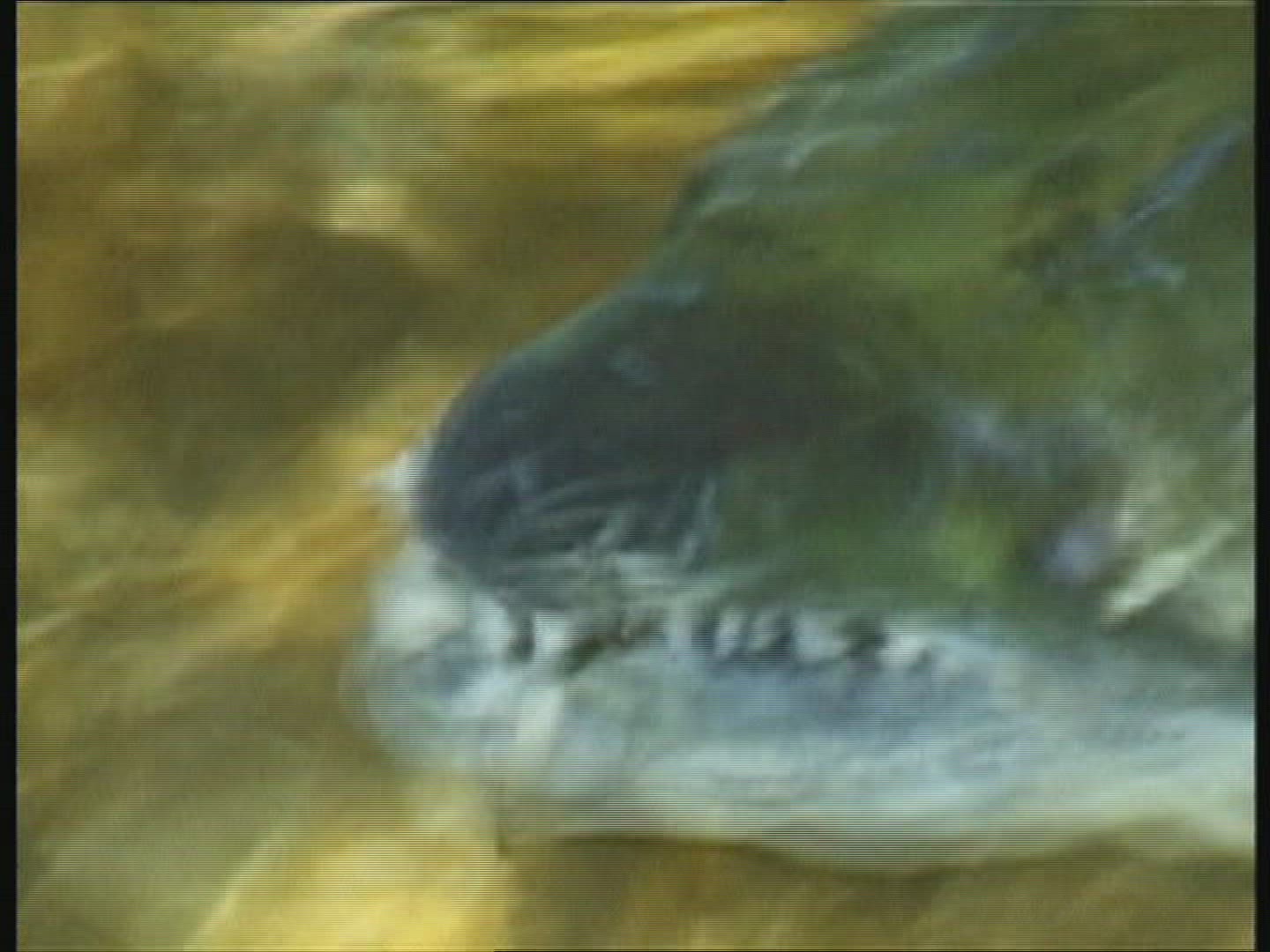 609707714 / Sockeye Salmon / Spawning