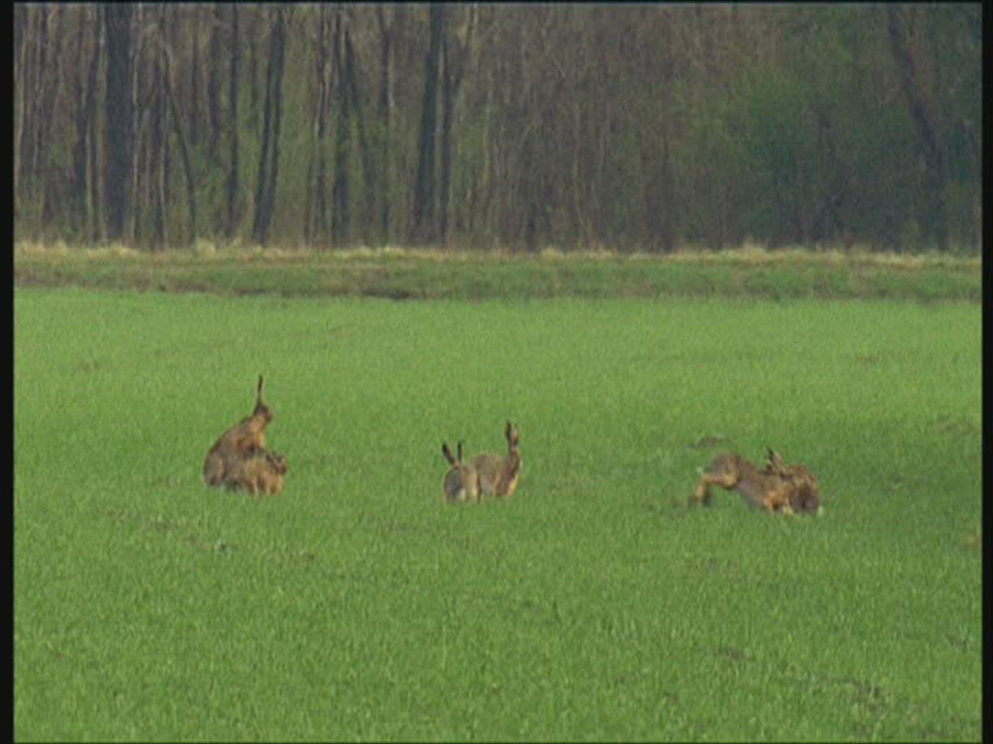 369544867 / Brown Hare / Moving / Europe