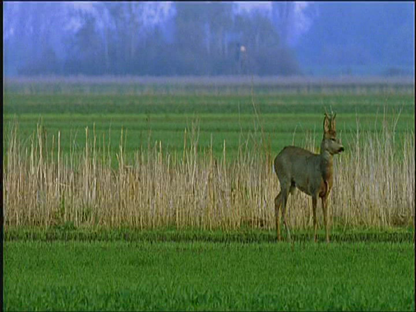 152936279 / Roe Deer / Europe