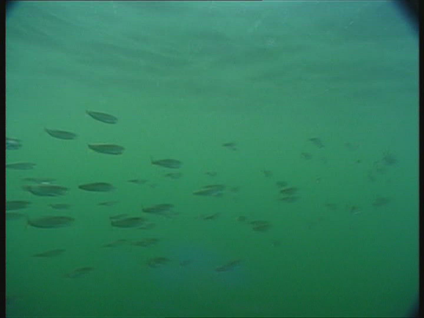 662626975 / Salmon / Hunting