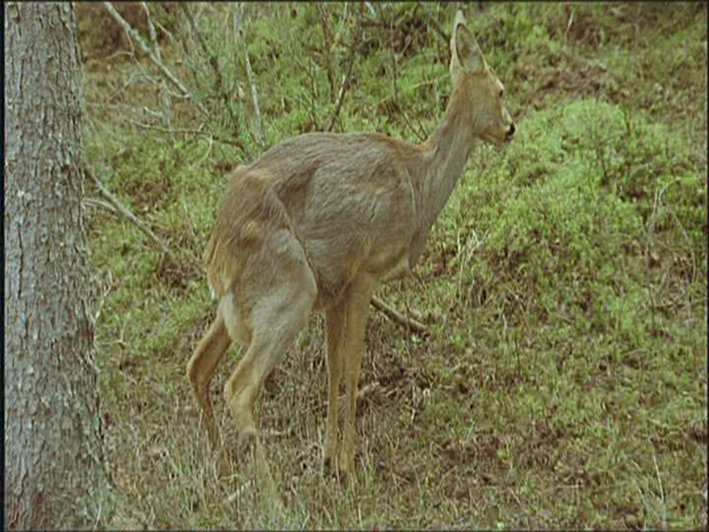 245491301 / Red Deer / Courting / Europe
