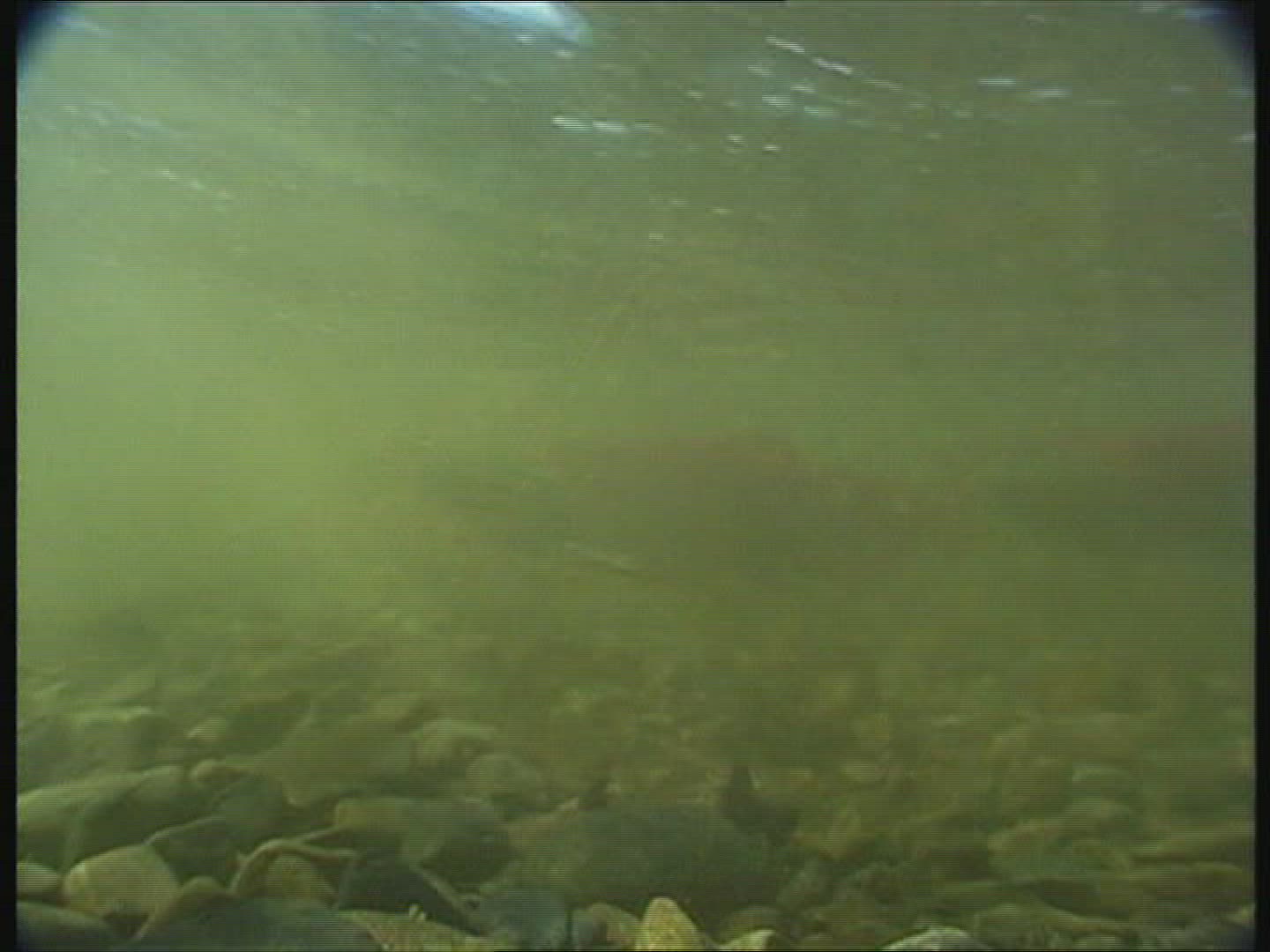 321047596 / Sockeye Salmon / Spawning