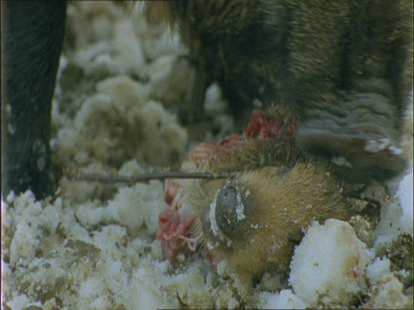 167241930 / Wild Boar / Eating / Carcass