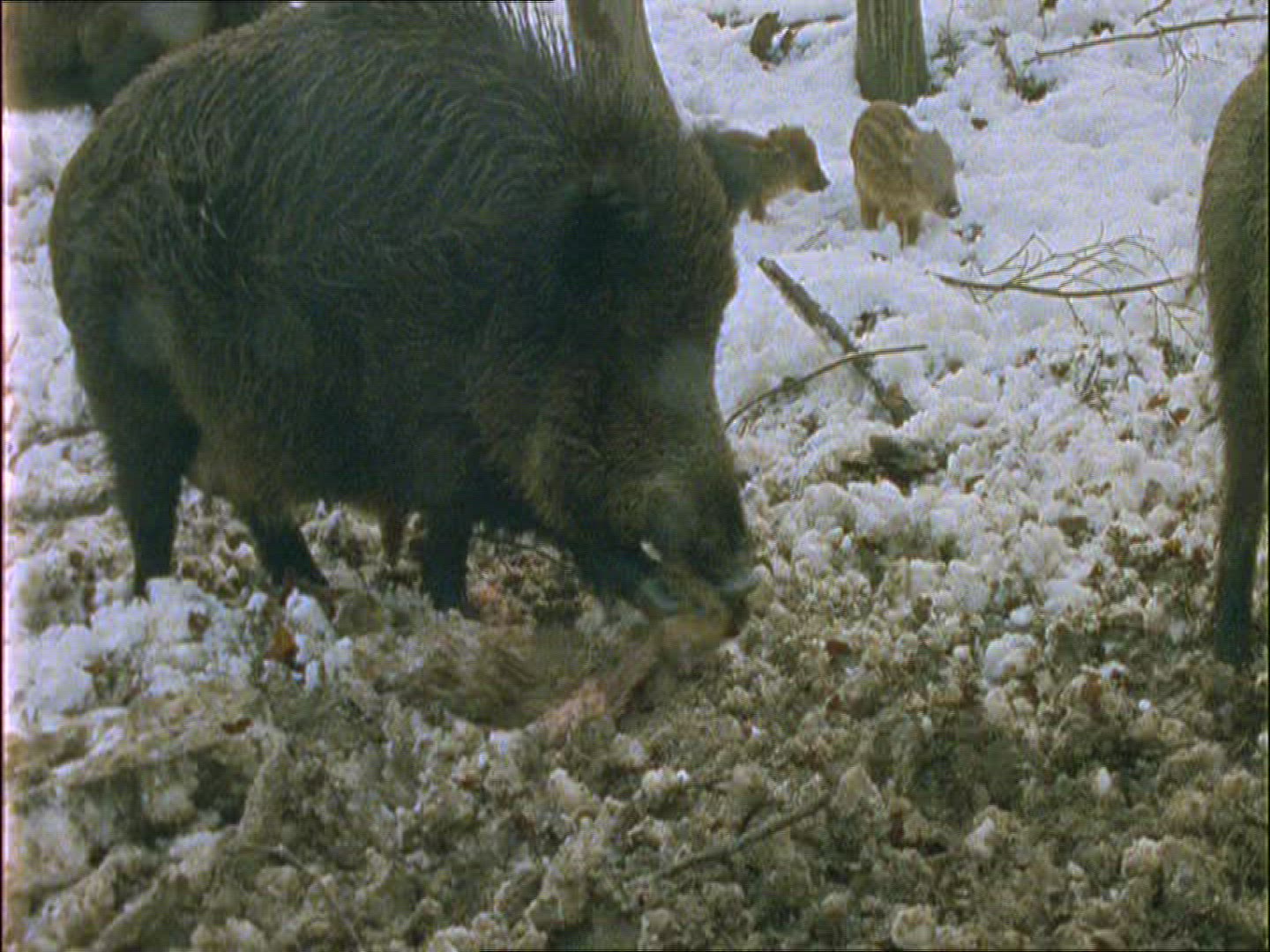 422726637 / Wild Boar / Eating / Carcass