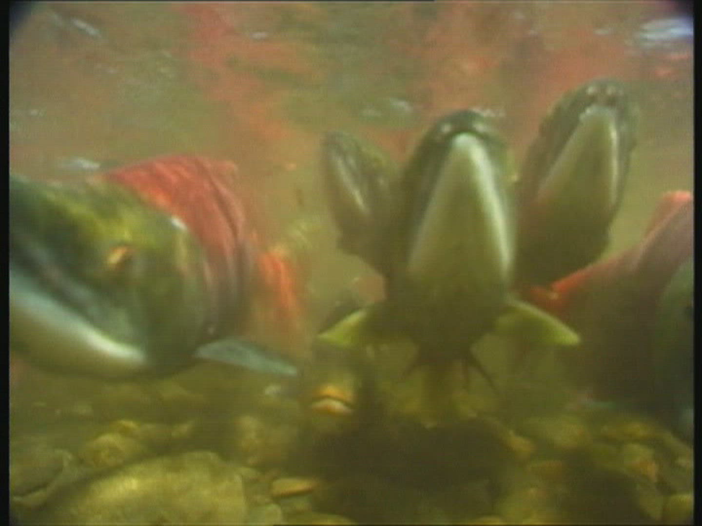 291077103 / Sockeye Salmon / Spawning