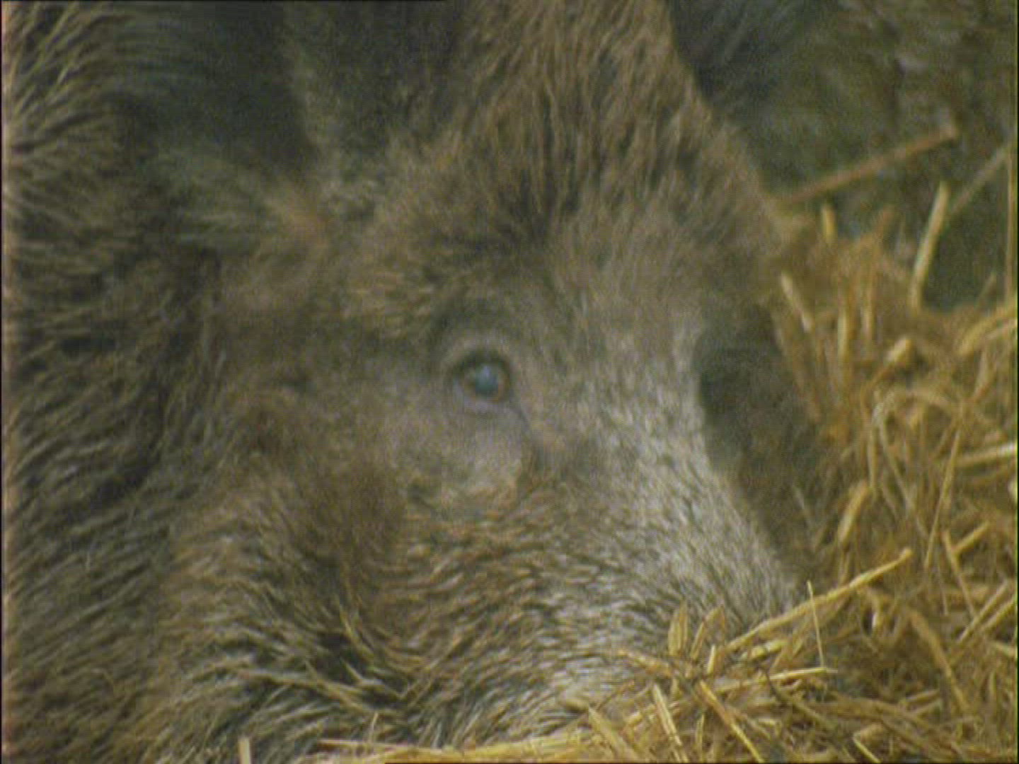 970801972 / Wild Boar / Rearing / Winter